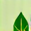 Icono producto organico